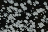 Polished Snowflake Obsidian Section - Utah #117757-1